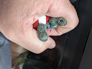 Ornaments – “C.C. Sugarmint”